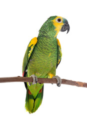Turquoise-fronted amazon in studio
