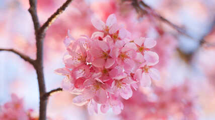 サクランボ, ピンク, 自然, 咲く, ブランチ, 花, sakura, 
