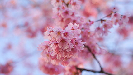 サクランボ, ピンク, 自然, 咲く, ブランチ, 花, sakura, 
