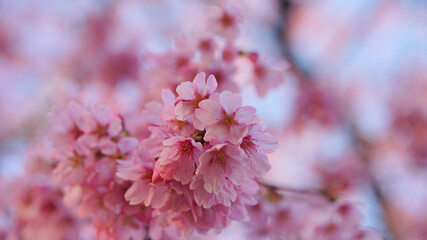 サクランボ, ピンク, 自然, 咲く, ブランチ, 花, sakura, 