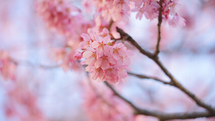 サクランボ, ピンク, 自然, 咲く, ブランチ, 花, sakura, 
