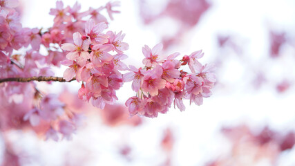 サクランボ, ピンク, 自然, 咲く, ブランチ, 花, sakura, 