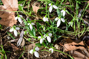 Small and delicate white snowdrop spring flowers in full bloom in forest in a sunny spring day, blurred background with space for text, top view or flat lay of beautiful flowers.