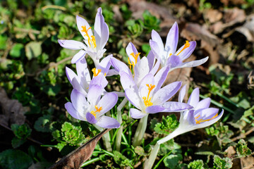 Close up of blue crocus spring flowers in full bloom in a garden in a sunny day, beautiful outdoor floral background.