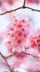 サクランボ, ピンク, 自然, 咲く, ブランチ, 花, sakura, 