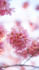 サクランボ, ピンク, 自然, 咲く, ブランチ, 花, sakura, 