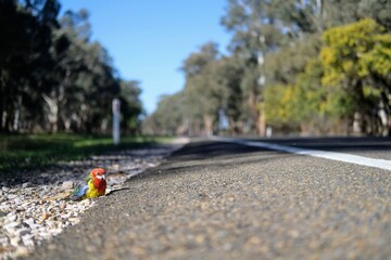 道路脇に座るカラフルな小鳥