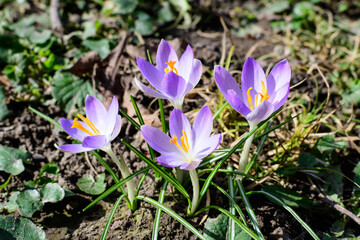 Close up of blue crocus spring flowers in full bloom in a garden in a sunny day, beautiful outdoor floral background.