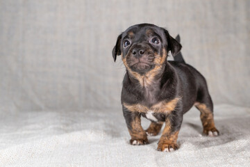 Obraz premium Brown and black brindle Jack Russell Terrier dog puppy. Looks cheeky, dog front view. Cream colored background