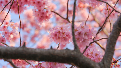 サクランボ, ピンク, 自然, 咲く, ブランチ, 花, sakura, 