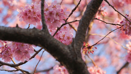 サクランボ, ピンク, 自然, 咲く, ブランチ, 花, sakura, 