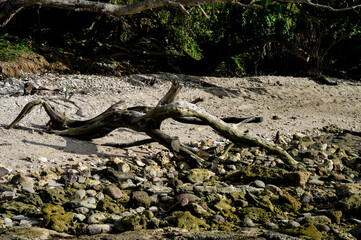 The root of the tree and the sand beach