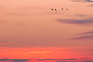 Silhouette of 4 flying wild geese in front of the red sky at dawn.