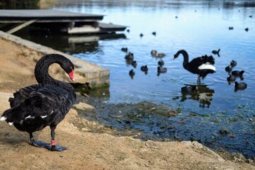 河川にいるオーストラリア、パースの黒鳥たち