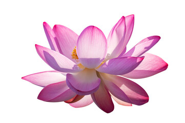 lotus Pink Isolate White flowers bloom