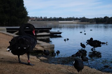 河川にいるオーストラリア、パースの黒鳥たち