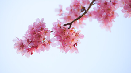 サクランボ, ピンク, 自然, 咲く, ブランチ, 花, sakura, 