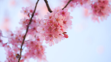 サクランボ, ピンク, 自然, 咲く, ブランチ, 花, sakura, 