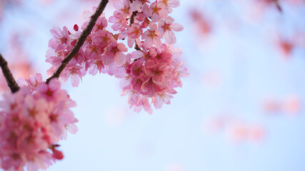 サクランボ, ピンク, 自然, 咲く, ブランチ, 花, sakura, 