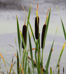 

Common bulrush reeds. A close up of three