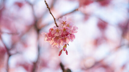 サクランボ, ピンク, 自然, 咲く, ブランチ, 花, sakura, 