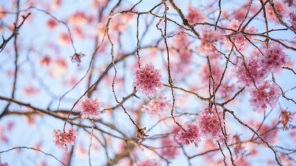 サクランボ, ピンク, 自然, 咲く, ブランチ, 花, sakura, 