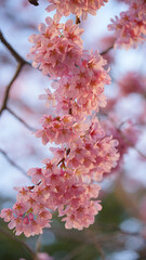 サクランボ, ピンク, 自然, 咲く, ブランチ, 花, sakura, 