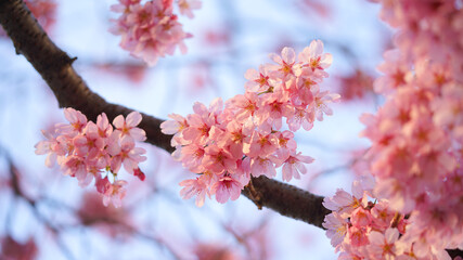 サクランボ, ピンク, 自然, 咲く, ブランチ, 花, sakura, 