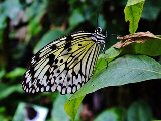 Mariposa blanca y negra con delicadas manchas y  dibujos, posada en una hoja