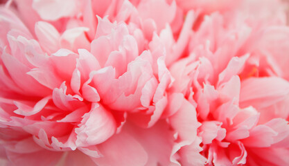 Pink peonies close up