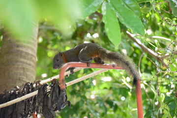 Pallas's squirrel, Red-bellied squirrel