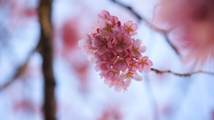 サクランボ, ピンク, 自然, 咲く, ブランチ, 花, sakura, 