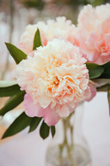Pale peonies close up