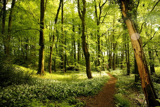 Fototapeta English Woodland in Late Spring