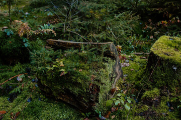 Stump covered with wet green moss in dense autumn forest, tree sprouts breaking through the bud, close-up, soft focus, taiga vegetation, natural background, Old fall trees pine-wood, Czech Republic