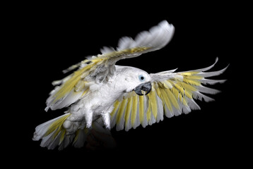 White cockatoo in studio © cynoclub