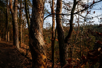 Naklejka premium Intertwined tree trunk, close view of a malformed growing tree trunk with a twisted pattern along the trunk, bark pattern, autumn forest, Bohemian Paradise Protected Landscape Area, Czech Republic