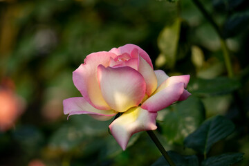 pink rose bud