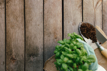 Gardening hobby concept. Hands holding eco pot, plant, shovel, wooden background