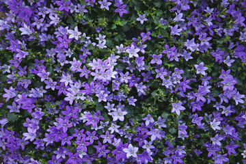Obraz premium Potted bell flowers, top view