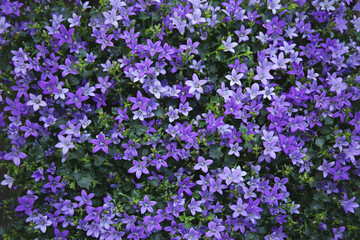 Naklejka premium Potted bell flowers, top view