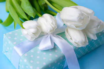 Present and flowers white tulips on blue background.women day. Mother day .Spring flowers.Gift with white ribbon.