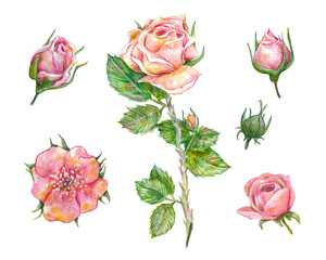 Pink watercolor rose flowers with green leaves and buds isolated on white background. Botanical watercolor illustration