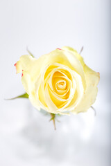 Yellow rose in a glass vase on a white background. Selective focus. Top view.