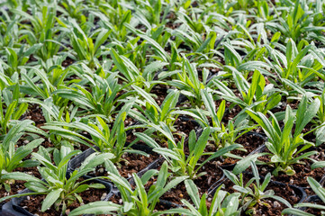 shoots of herb plants growing in the greenhouse
