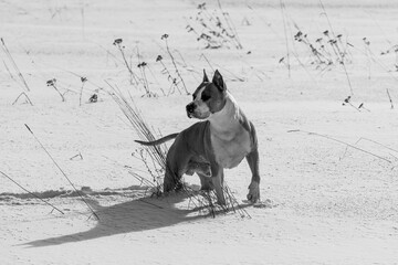 pit bull terrier in nature in winter. black and white photography
