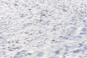 snow texture on grass field
