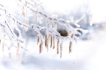 frozen tree branch isolated.
