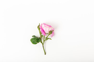 Pink rose on white background. Flat lay, top view, copy space. Pink rose bud with leaves and stem