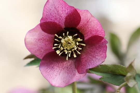 1 951 Best 赤紫色 Images Stock Photos Vectors Adobe Stock